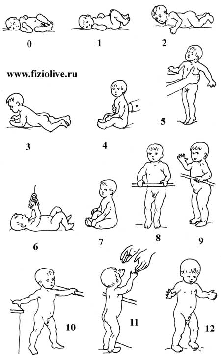 Схема развития статических и двигательных функций у грудного ребенка