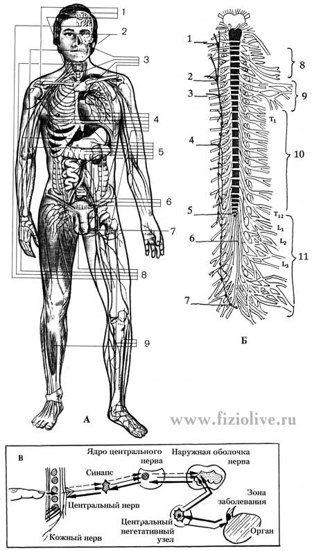 Схема передачи раздражения от массажа по чувствительным и двигательным нервам