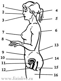 Эрогенные зоны женщины - sex-massage-14.jpg