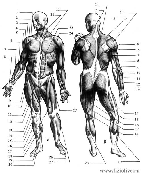 Общая схема строения мышц человека
