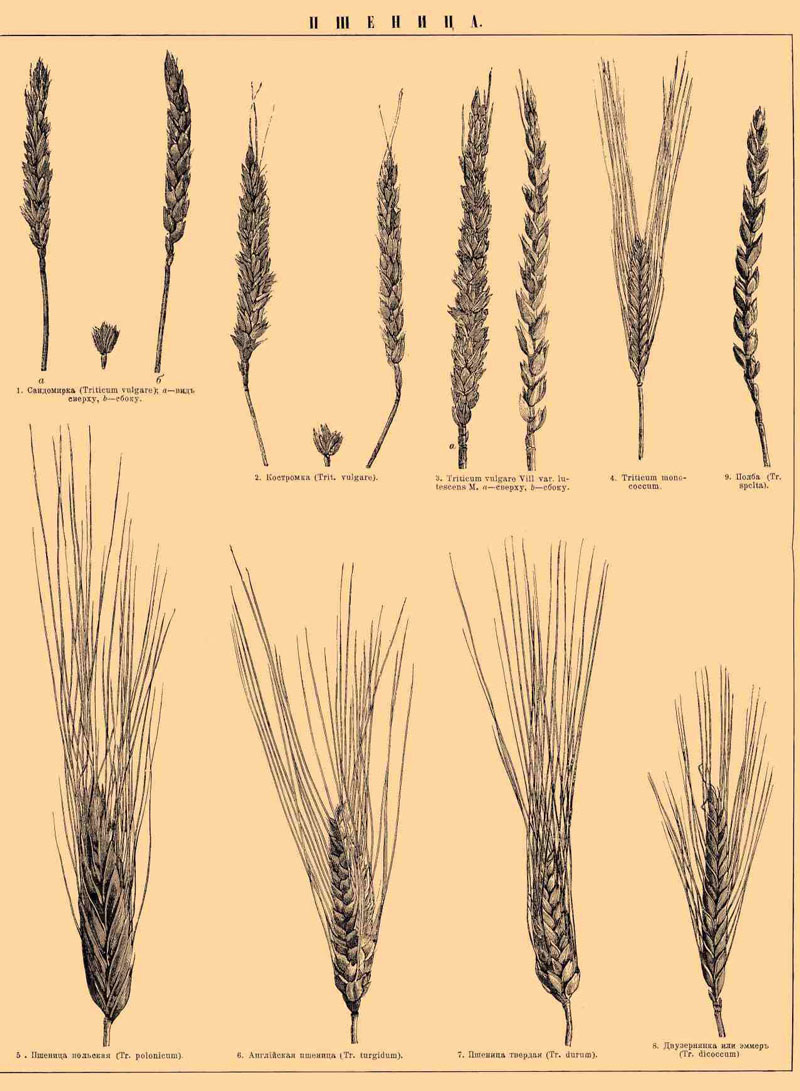 Рисунок - сорта пшеницы