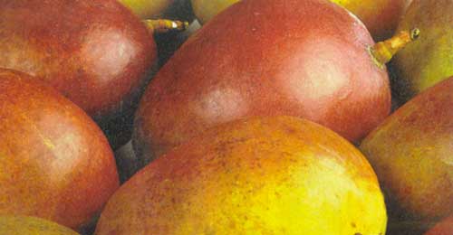 Плоды манго перед отправкой в торговые ряды
