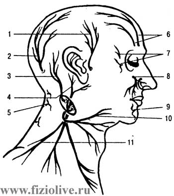 Нервы шеи и лица