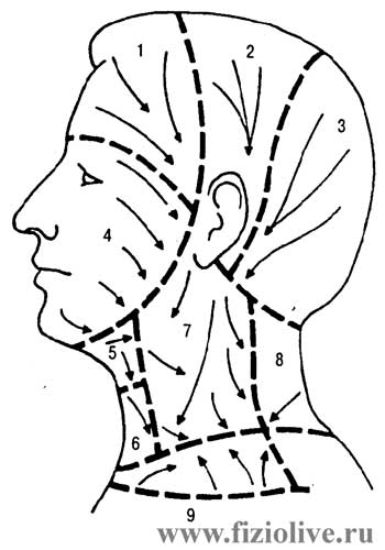 Схема проведения массажа лица, головы и шеи
