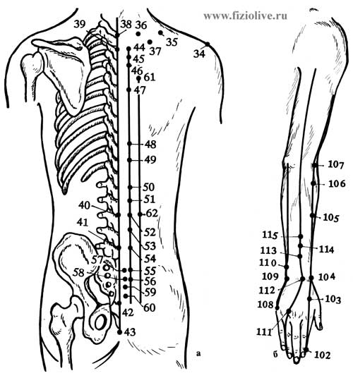 Расположение основных БАТ на спине и верхней конечности