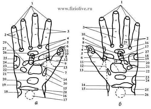 Топография рефлексогенных зон на руке человека