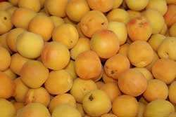 плоды абрикоса
