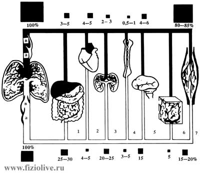Распределение кровотока в органах и тканях