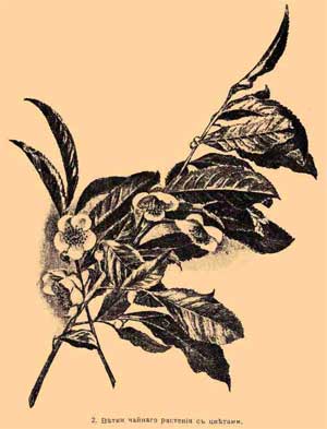 Ветка чайного растения с цветами