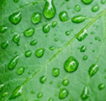дождь на зеленом листе