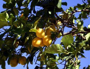 лимоны на ветках
