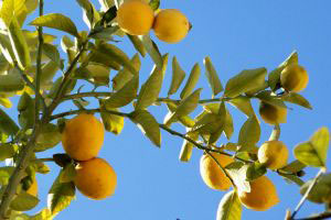 лимон дерево