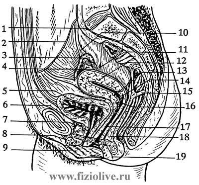 The middle section of the female pelvis - sexual organs of women