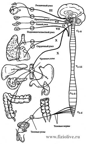The parasympathetic part of the autonomic nervous system
