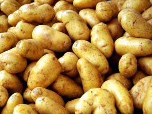 картофель клубни
