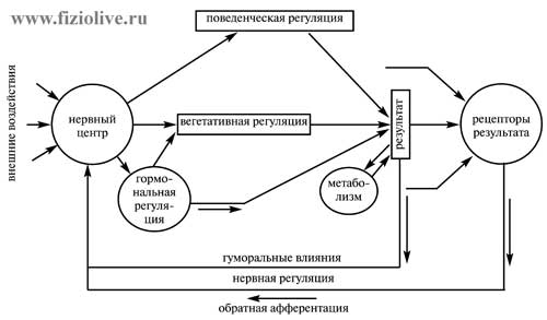 Scheme. Functional system by P. K. Anokhin