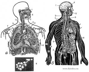 Функции органов дыхания