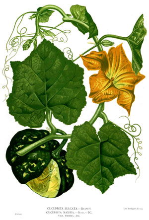 Ботаническая иллюстрация тыквы