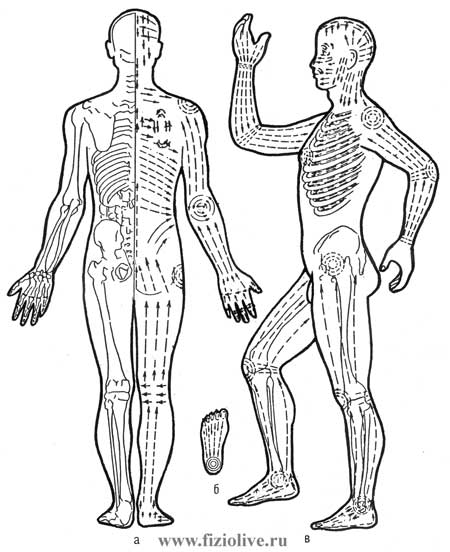 Схема движения вибратодов на задней поверхности тела, боковой и на стопе