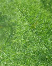 Fennel - укроп однолетнее растение из семейства зонтичных