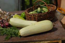 Применение укропа (fennel) как приправы при солении кабачков