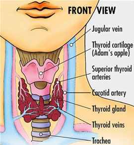Hypothyroidism - what it is
