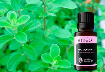 It is also not recommended to use marjoram oil for a long time