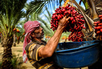 Is palm oil harm and health benefits