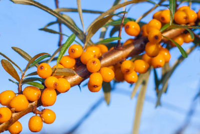 What is the action of Sea Buckthorn