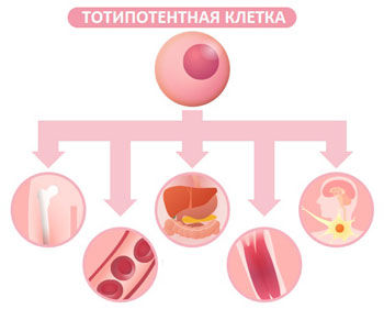 Цитокины, неоваскуляризация, и ангиогенез