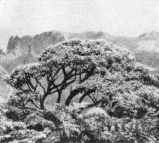 Черное капустное дерево (Melanodendron integrifolium)
