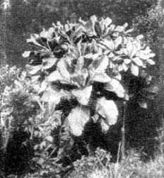 Мужское капустное дерево (Senecio leucadendron)