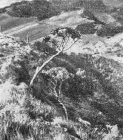 Белоствольное капустное дерево (Petrobium arboreum)