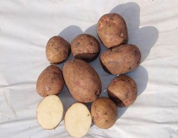 Сорт картофеля Ильинский