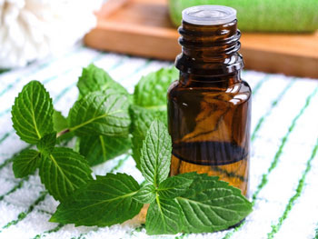 Peppermint essential oil, application