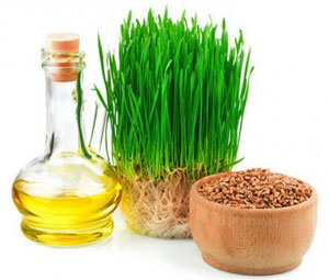 Wheat germ oil - properties and home use