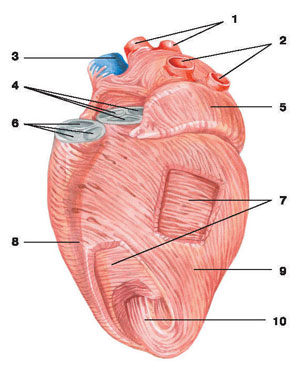 Мышечный слой сердца