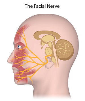 Лицевой нерв после выхода из мозга