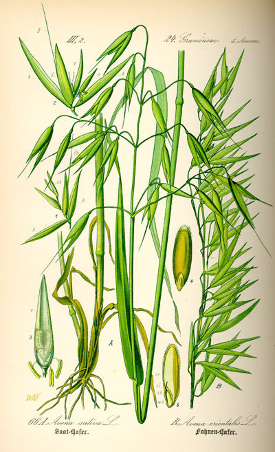 Овёс посевной (Avena sativa). Ботаническая иллюстрация из книги