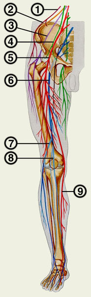 Пояснично-крестцовое сплетение и нервы правой нижней конечности