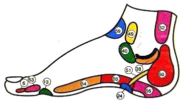Схема основных рефлекторных зон внутренней поверхности стопы