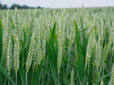 Посев пшеницы на целинных земелях