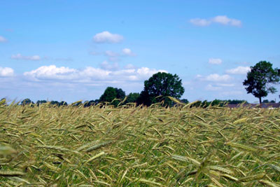 Место пшеницы в севообороте