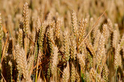 Преимущества озимых пшениц перед яровыми