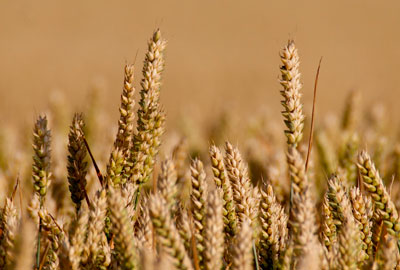 Вещества, которыми пшеница особенно сильно истощает почву