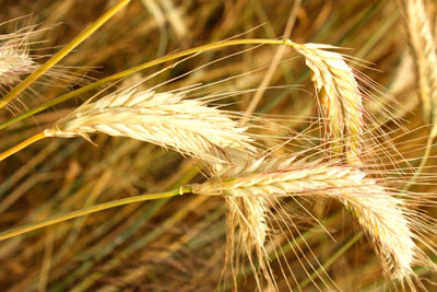 фосфаты должны действовать благоприятно на урожай пшеницы