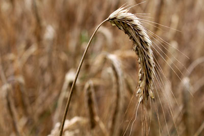 Пшеница и оценка её качества