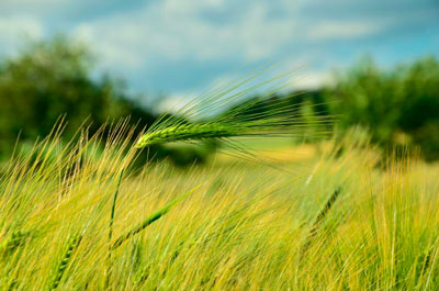 Признаки, характеризующие мягкие и твердые пшеницы