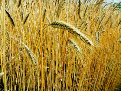 Площадь посевов и сбора пшеницы в России