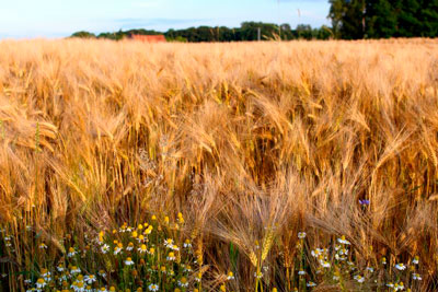 Экспортный потенциал русской пшеницы